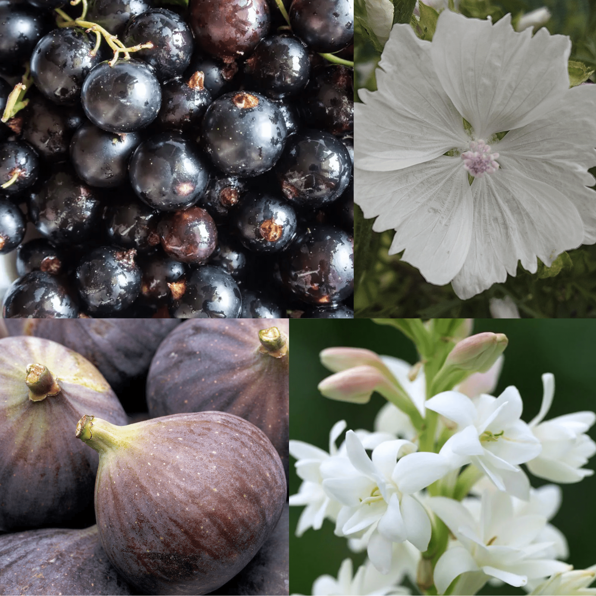 What does Blackcurrant & Tuberose smell like?