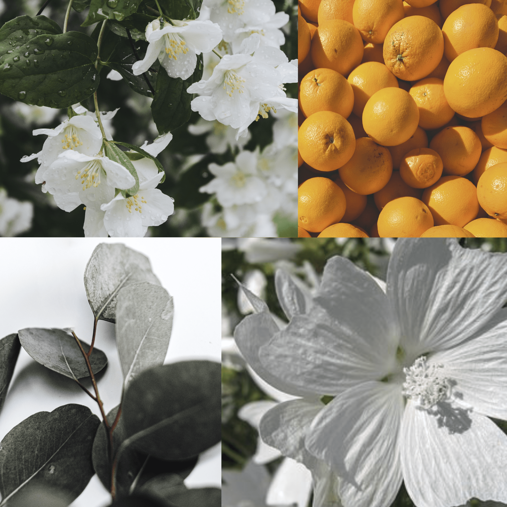 What does Egyptian Cotton smell like?