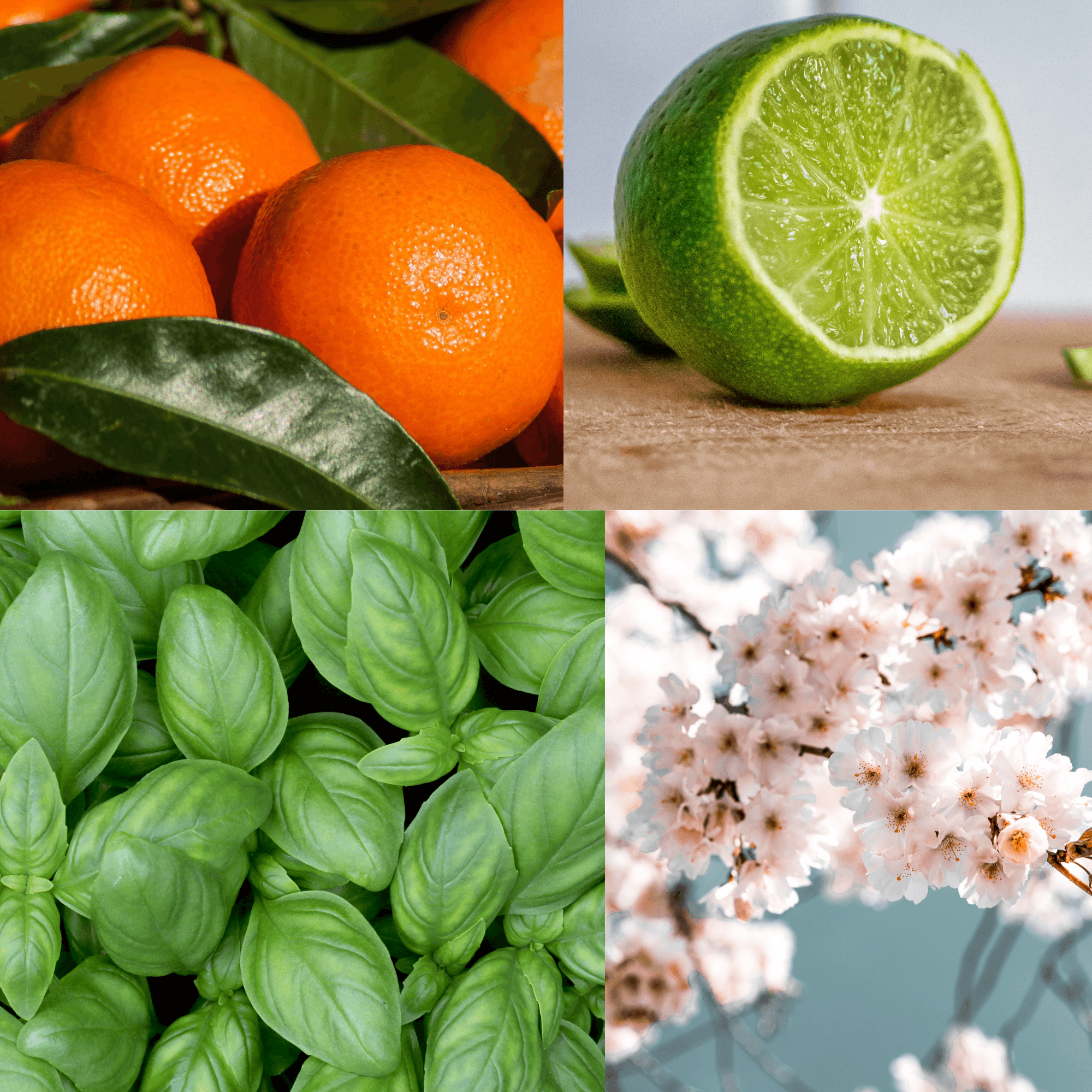 Lime Basil Mandarin Fragrance Notes Scent Candles Reed Diffusers Refills home fragrance decor room living room bedroom bathroom hallway kitchen study dinning edward george london oil scented candle gift diffuser